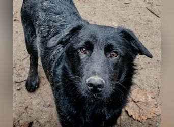 HUECO - zauberhafter Junghund sucht seine Familie