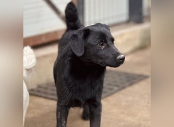 HUECO - zauberhafter Junghund sucht seine Familie