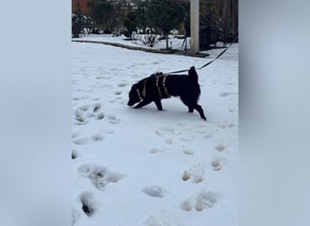 HUECO - zauberhafter Junghund sucht seine Familie