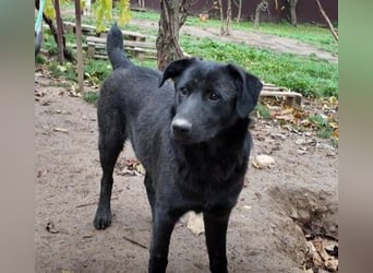 HUECO - zauberhafter Junghund sucht seine Familie