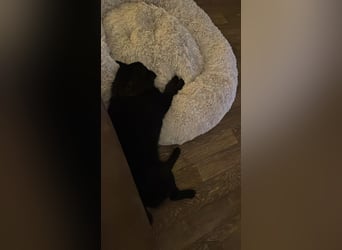 HUECO - zauberhafter Junghund sucht seine Familie