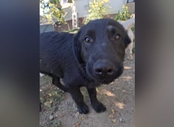 HUECO - zauberhafter Junghund sucht seine Familie