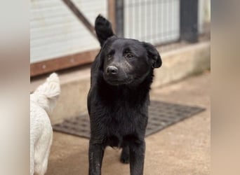 HUECO - zauberhafter Junghund sucht seine Familie