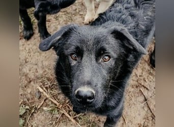 HUECO - zauberhafter Junghund sucht seine Familie