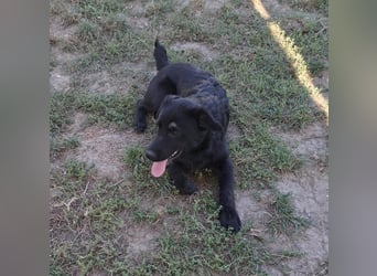 HUECO - zauberhafter Junghund sucht seine Familie