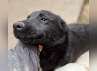 HUECO - zauberhafter Junghund sucht seine Familie