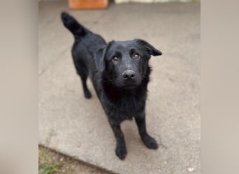 HUECO - zauberhafter Junghund sucht seine Familie