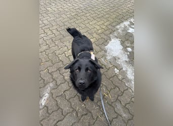 HUECO - zauberhafter Junghund sucht seine Familie