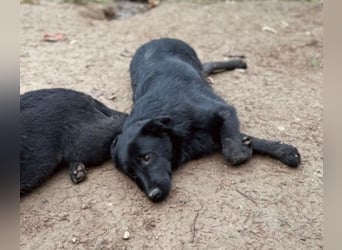 HUECO - zauberhafter Junghund sucht seine Familie