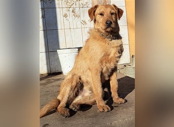 Bear ( * 03.2023 ) sucht seine Menschen