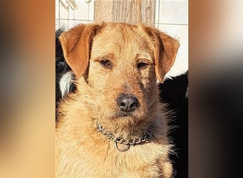 Bear ( * 03.2023 ) sucht seine Menschen