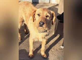 Bear ( * 03.2023 ) sucht seine Menschen