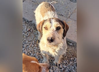 Aisa ( * 07.2022 ) sucht ihre Menschen