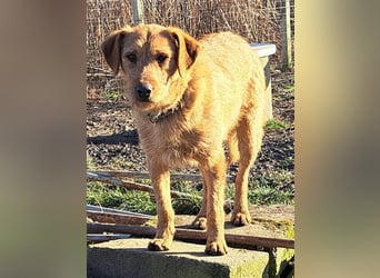 Bear ( * 03.2023 ) sucht seine Menschen