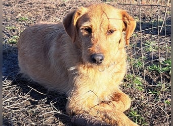 Bear ( * 03.2023 ) sucht seine Menschen