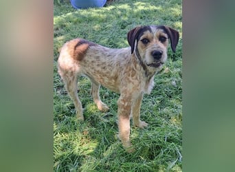 Aisa ( * 07.2022 ) sucht ihre Menschen