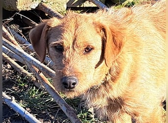 Bear ( * 03.2023 ) sucht seine Menschen