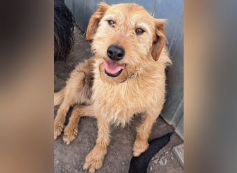 Bear ( * 03.2023 ) sucht seine Menschen