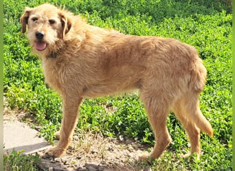 Bear ( * 03.2023 ) sucht seine Menschen
