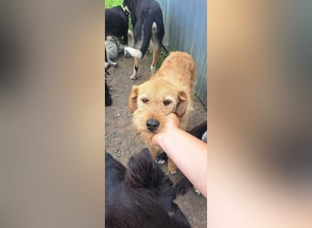 Bear ( * 03.2023 ) sucht seine Menschen