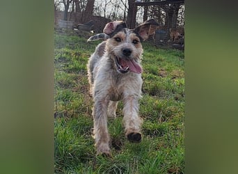 Aisa ( * 07.2022 ) sucht ihre Menschen