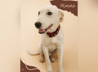 Edo, a.d.Tierschutz, sucht liebes Happy-Home