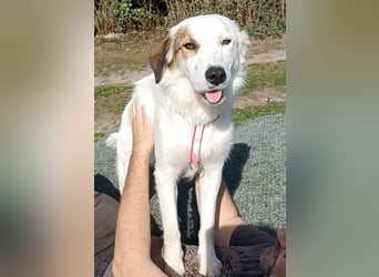 Vale, a.d.Tierschutz, sucht Happy-Home