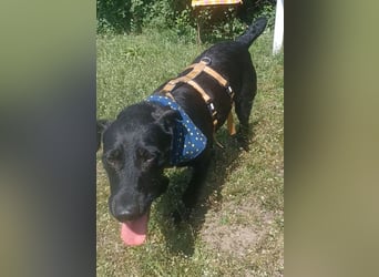Amber a.d.Tierschutz, sucht Happy-Home