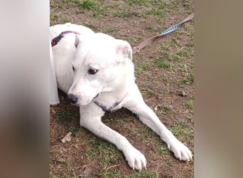 Edo, a.d.Tierschutz, sucht liebes Happy-Home