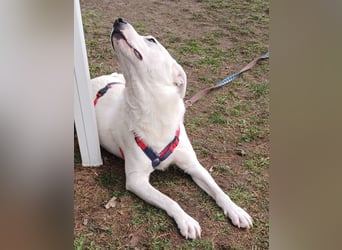 Edo, a.d.Tierschutz, sucht liebes Happy-Home