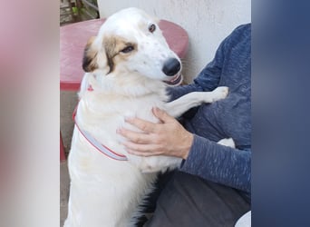Vale, a.d.Tierschutz, sucht Happy-Home