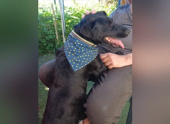 Amber a.d.Tierschutz, sucht Happy-Home