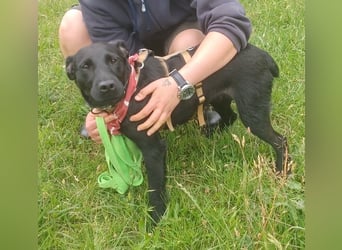 Amber a.d.Tierschutz, sucht Happy-Home