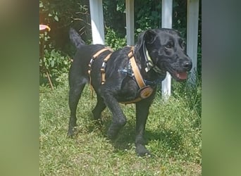 Amber a.d.Tierschutz, sucht Happy-Home