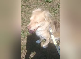 Balu sucht liebes dauerhaftes Zuhause
