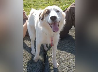 Vale, a.d.Tierschutz, sucht Happy-Home