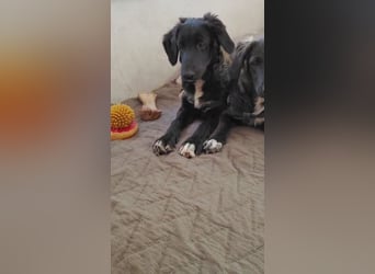 Camus, a.d.Tierschutz, sucht liebes Für-immer-Zuhause
