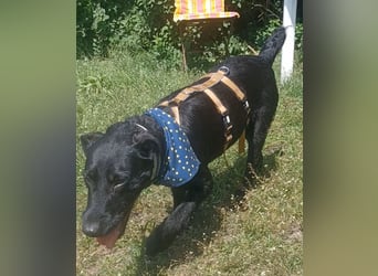 Amber a.d.Tierschutz, sucht Happy-Home