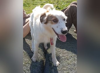 Vale, a.d.Tierschutz, sucht Happy-Home