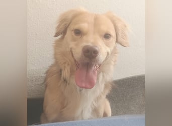 Balu sucht liebes dauerhaftes Zuhause