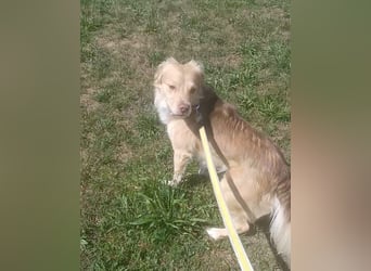Balu sucht liebes dauerhaftes Zuhause