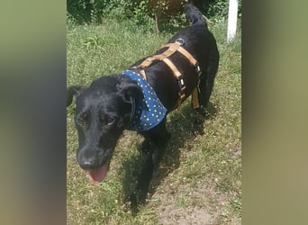 Amber a.d.Tierschutz, sucht Happy-Home
