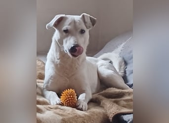 Edo, a.d.Tierschutz, sucht liebes Happy-Home