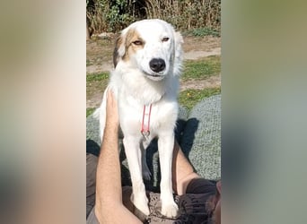 Vale, a.d.Tierschutz, sucht Happy-Home