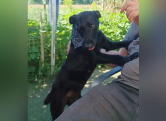 Amber a.d.Tierschutz, sucht Happy-Home