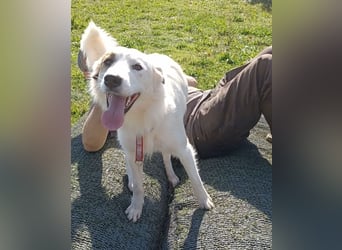 Vale, a.d.Tierschutz, sucht Happy-Home