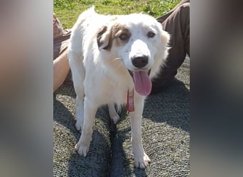 Vale, a.d.Tierschutz, sucht Happy-Home