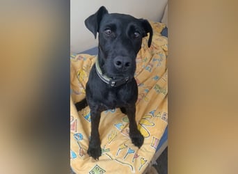 Amber a.d.Tierschutz, sucht Happy-Home