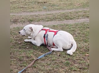 Edo, a.d.Tierschutz, sucht liebes Happy-Home