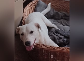 Edo, a.d.Tierschutz, sucht liebes Happy-Home